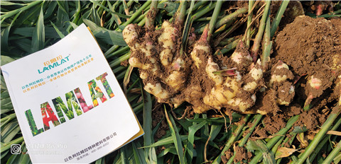 水溶肥，大姜，拉姆拉