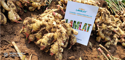 水溶肥，大姜，拉姆拉