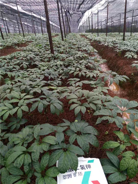 磷酸二氫鉀，安碧解，