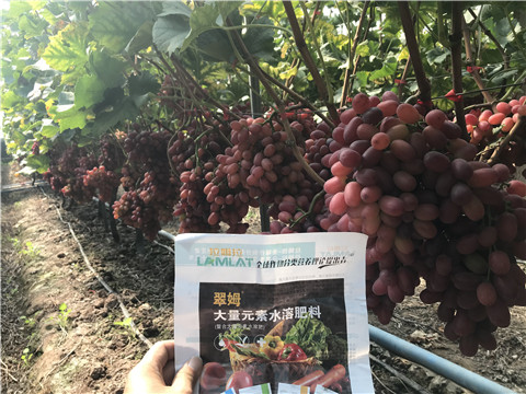 水溶肥，拉姆拉