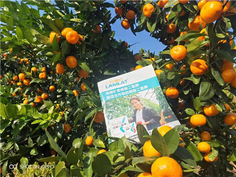 磷酸二氫鉀，硼肥，拉姆拉