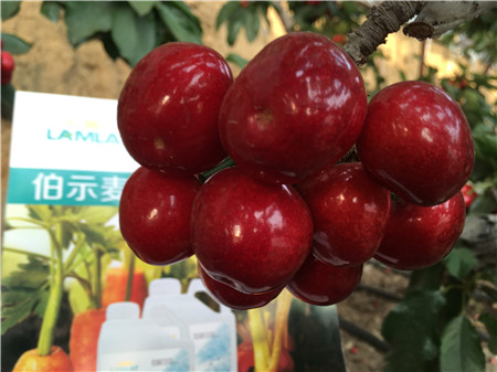 生根劑，微生物菌劑，拉姆拉，伯示麥