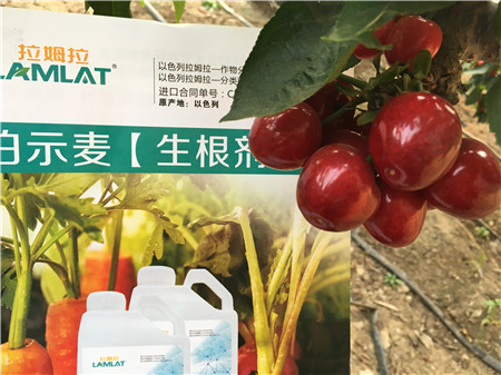 生根劑，微生物菌劑，拉姆拉，伯示麥