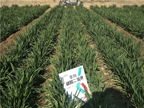 磷酸二氫鉀，葉面肥，拉姆拉