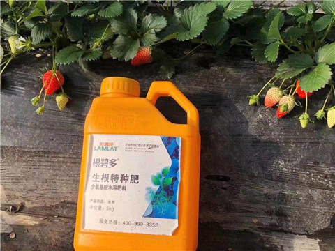 根碧多，微生物菌劑，拉姆拉