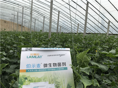 微生物菌劑，生根劑，拉姆拉