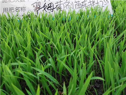 微生物菌劑，拉姆拉