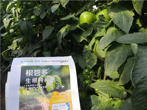 根碧多，拉姆拉