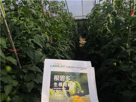 根碧多，拉姆拉