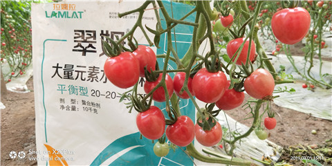 水溶肥，翠姆，拉姆拉