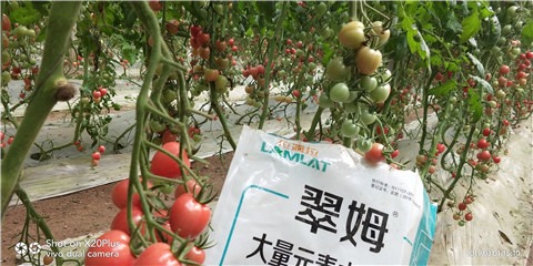 水溶肥，翠姆，拉姆拉