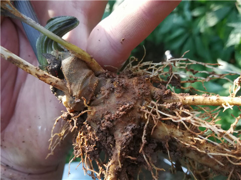 微生物菌劑，翠姆，拉姆拉
