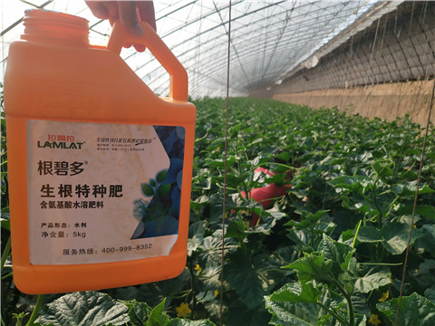 根碧多，拉姆拉