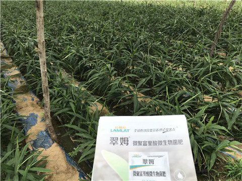 微生物菌劑，翠姆，拉姆拉