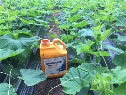 生根劑，魚蛋白水溶肥，拉姆拉