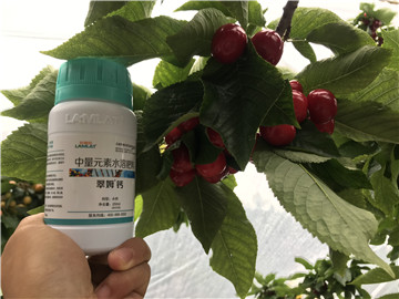 鈣肥，拉姆拉，翠姆