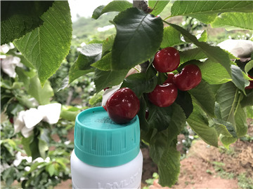 鈣肥，拉姆拉，翠姆