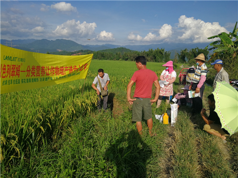 葉面肥，水稻灌漿肥，拉姆拉