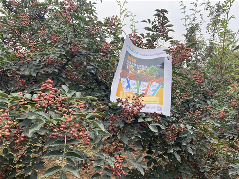 花椒種植，大量元素水溶肥，翠姆