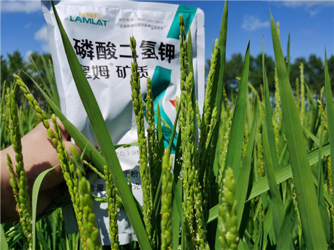 水溶肥，磷酸二氫鉀
