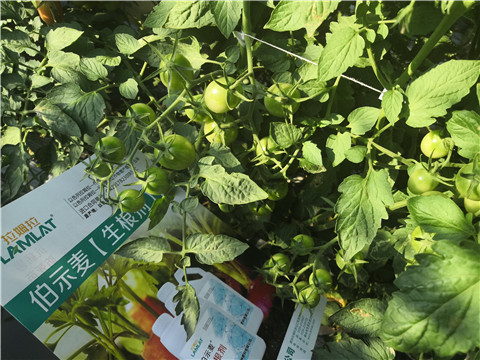 水溶肥，拉姆拉