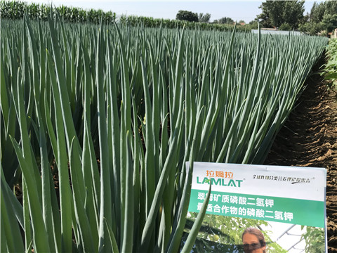 進(jìn)口水溶肥品牌，拉姆拉，翠姆