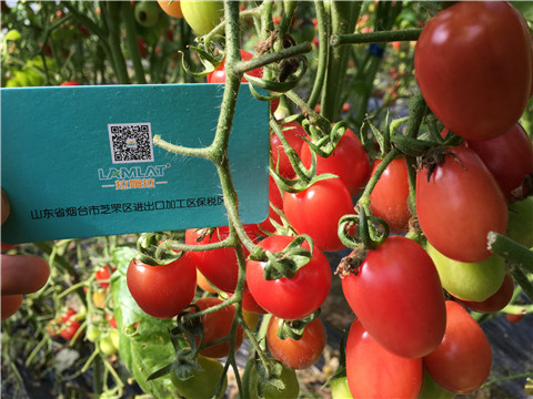 進口水溶肥，翠姆，拉姆拉