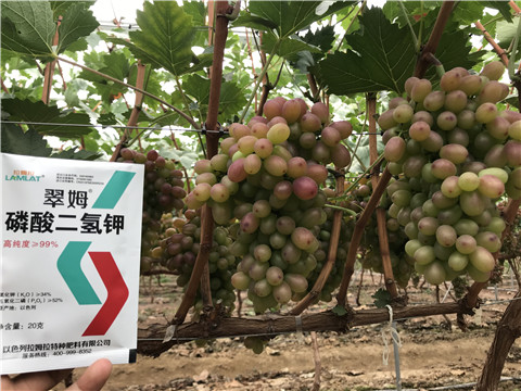 進口水溶肥，拉姆拉