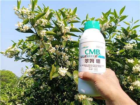 硼肥，拉姆拉，翠姆