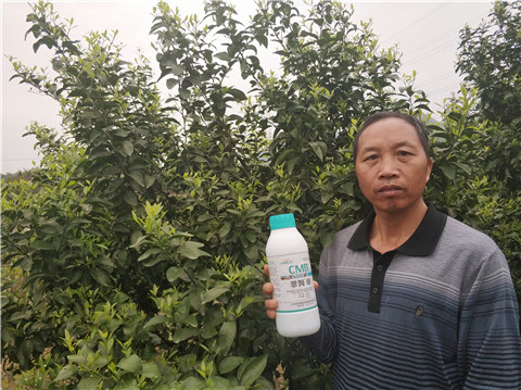 硼肥，拉姆拉，翠姆