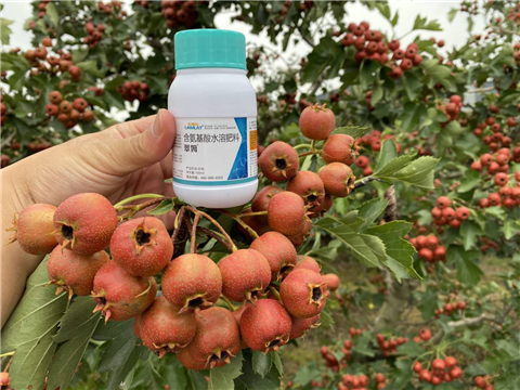 葉面肥，翠姆，拉姆拉