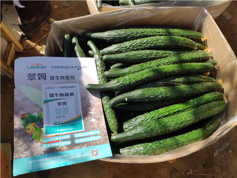 葉面肥，安碧解，除草劑藥害