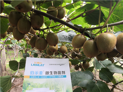 微生物菌劑，生根劑，伯示麥，拉姆拉