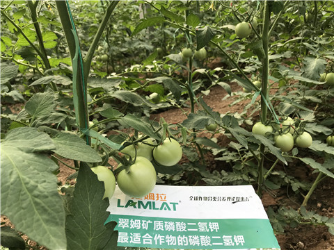 磷酸二氫鉀，拉姆拉，翠姆