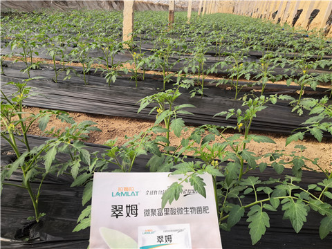 水溶肥，拉姆拉，翠姆