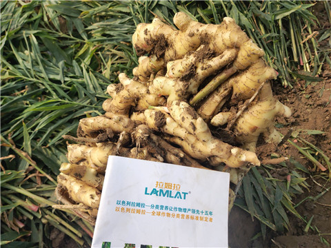 水溶肥，拉姆拉，翠姆