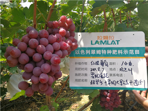 進(jìn)口水溶肥，拉姆拉，翠姆