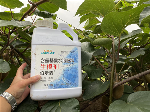 水溶肥，生根劑，微生物菌劑，伯示麥，拉姆拉