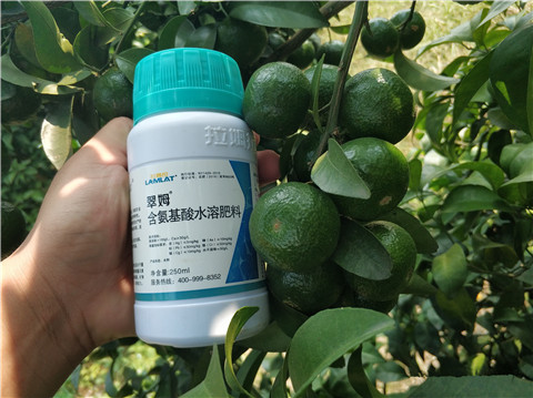 葉面肥，拉姆拉，翠姆