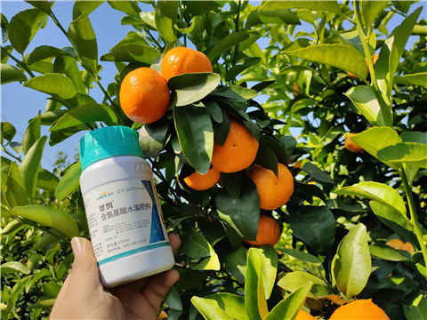 葉面肥，拉姆拉，翠姆