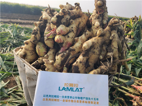 進口水溶肥，拉姆拉，翠姆