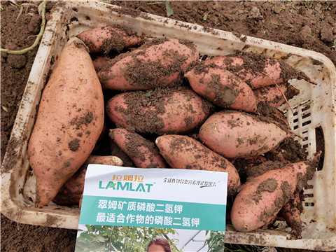 進口水溶肥，拉姆拉，翠姆