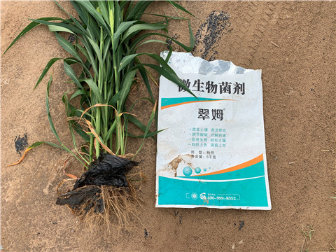 微生物菌劑，拉姆拉，翠姆