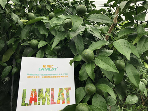 水溶肥，拉姆拉，翠姆