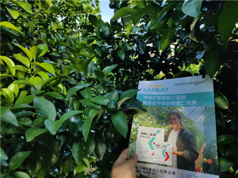 水溶肥，拉姆拉，翠姆