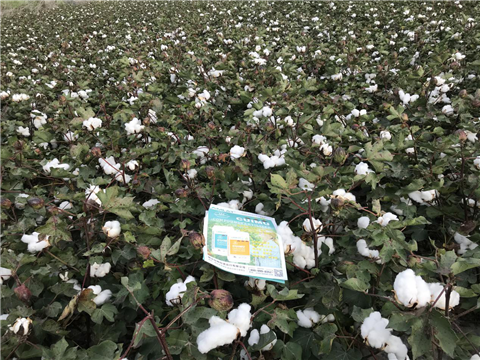 水溶肥，拉姆拉，翠姆