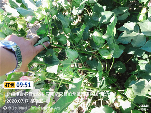 水溶肥，拉姆拉，翠姆