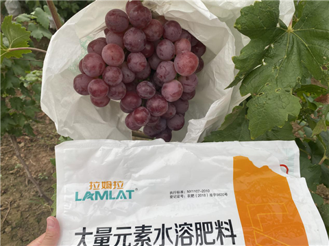 大量元素水溶肥，拉姆拉，翠姆