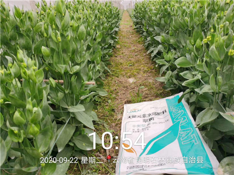 大量元素水溶肥，拉姆拉，翠姆