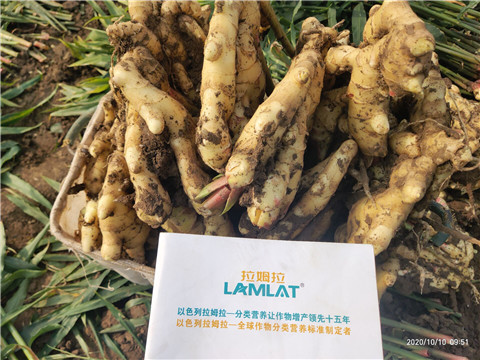 水溶肥，拉姆拉，翠姆